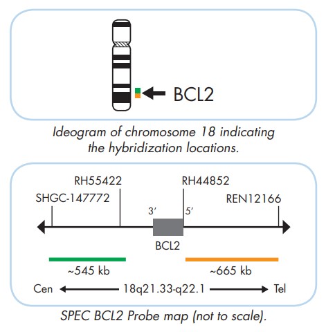 BCL2